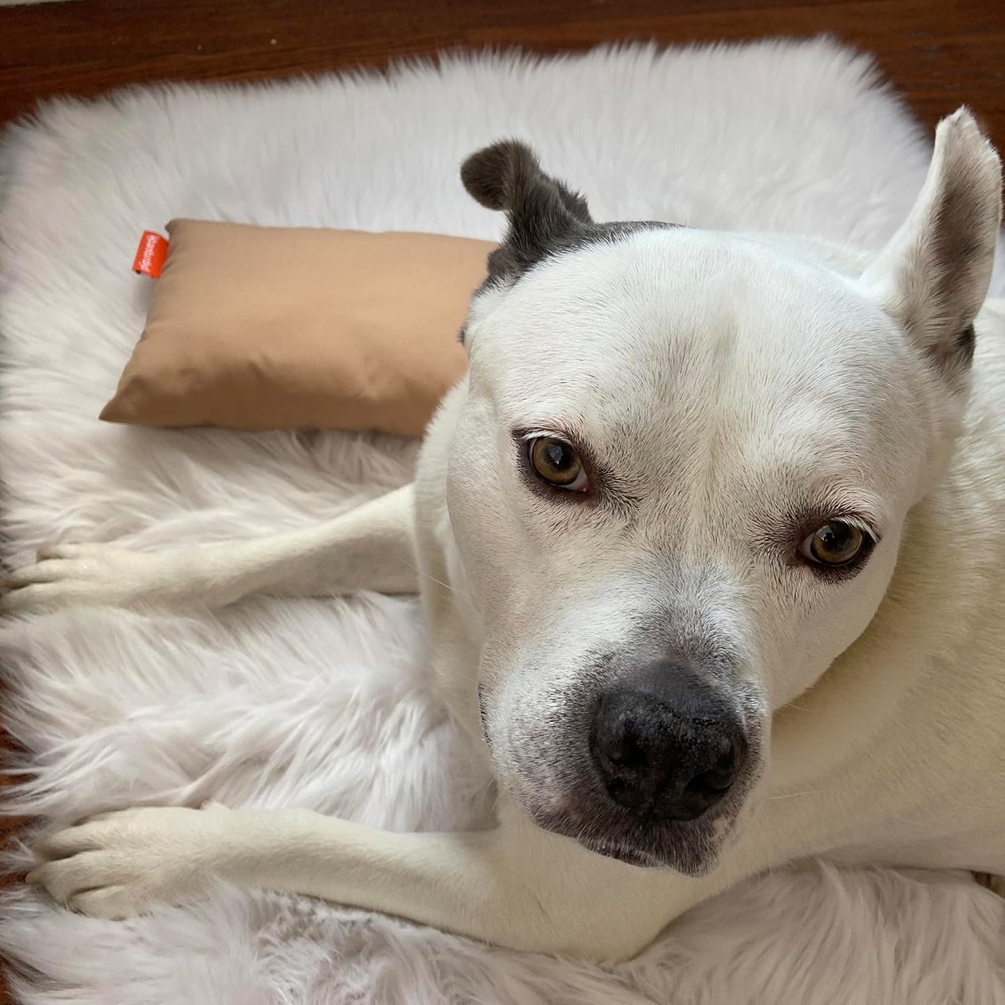 Pipsqueak Microfiber Pillow - Small, Mini, Tiny - 11 x 7 in - Perfect for Travel, Cars, Airplanes, Camping, Dogs, Toddlers, Kids, Lumbar, Knees and Neck - Ages 2 Yrs and Up